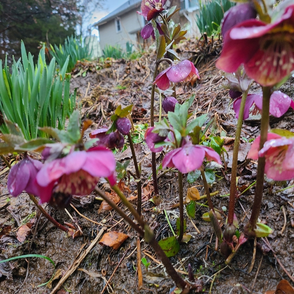 Hellebores Lenten Rose 4 plants $45 - Picture 4 of 7